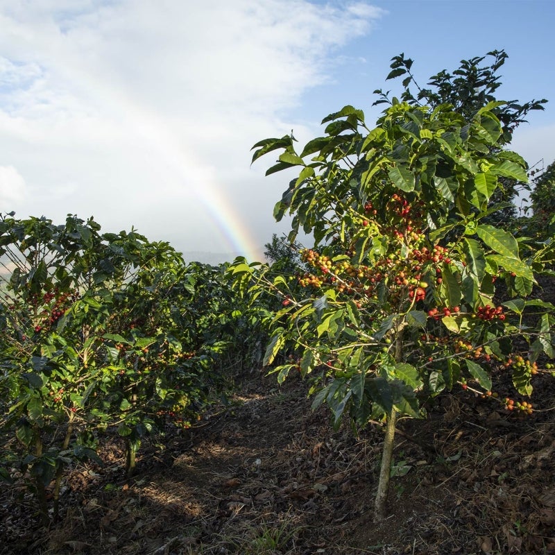 أهداف ستاربكس البيئية