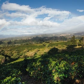 قهوة ذات مصادر أخلاقية