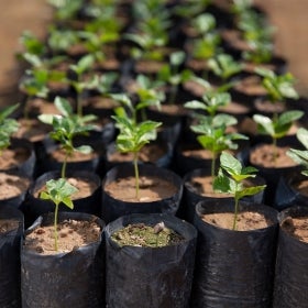 قهوة ذات مصادر أخلاقية